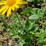 Doronicum clusii Leaf