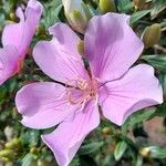 Tibouchina mutabilis Цвят