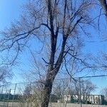 Ulmus americanaCoajă