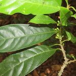Chrysophyllum venezuelanense Hoja