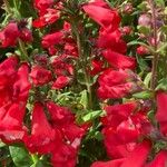 Penstemon hartwegii Blomst