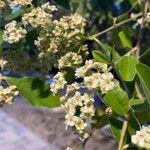 Cotoneaster pannosusBlomst