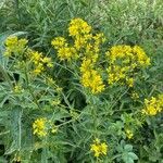 Sisymbrium strictissimum Flower