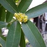 Umbellularia californica Virág