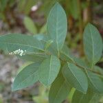 Citharexylum caudatum برگ