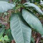 Ficus callosa برگ