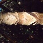 Cordyline mauritiana 樹皮