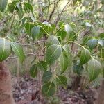 Amyris elemifera Feuille