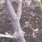 Solanum tettense Bark