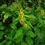 Solidago flexicaulis ഇല