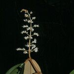 Miconia argyrophylla