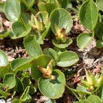 Salix herbacea Hoja