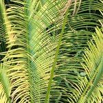 Cycas panzhihuaensis 形態