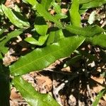 Quercus fusiformis Hoja