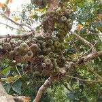 Ficus auriculata Fruit