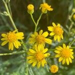 Senecio pterophorus Flower