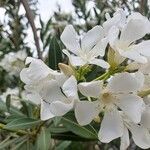 Nerium oleander 花