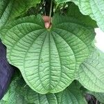 Dioscorea sansibarensis Hoja
