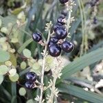 Liriope spicata Fruit