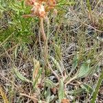 Eriogonum jamesii Λουλούδι