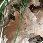 Carex umbrosa Leaf