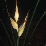 Heliconia lourteigiae Кветка