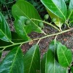 Casearia corymbosa Blad