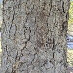 Quercus rugosa Bark