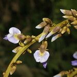Pachyrhizus erosus Λουλούδι