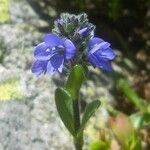 Veronica bellidioides Fula