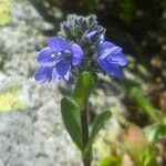 Veronica bellidioides Floro