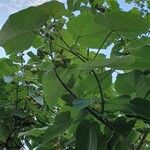 Paulownia tomentosaLeaf