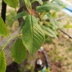 Prunus virginiana ഇല