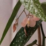 Begonia maculata Flower
