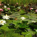 Nymphaea ampla 整株植物