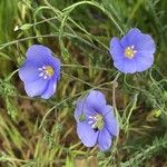Linum lewisii Flower