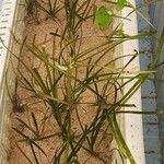 Vallisneria spiralis Mosusu