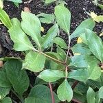 Paeonia coriacea Leaf