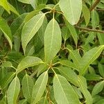 Quercus myrsinifolia Blatt