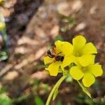 Oxalis pes-caprae Квітка