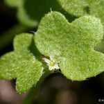 Bowlesia incana Fiore