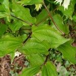 Prosartes smithii Leaf