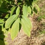 Acer carpinifolium Blad