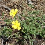 Cistus lasianthus Tervik taim