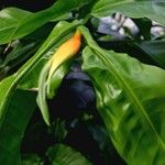 Heliconia latispatha Flower