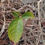 Holarrhena pubescens Leaf