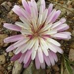 Crepis rubra Kukka