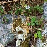 Sedum album Агульны выгляд