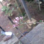 Polystachya concreta Floro