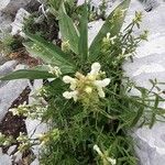 Prunella laciniata Fula